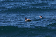Tachyeres patachonicus