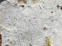 Hypochnicium punctulatum