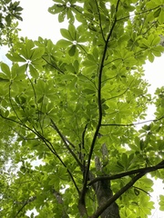 Magnolia obovata