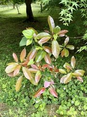 Machilus thunbergii