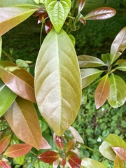 Machilus thunbergii