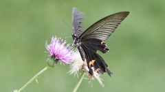 Papilio demetrius demetrius