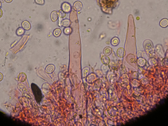 Hypochnicium punctulatum