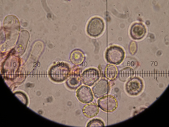 Hypochnicium punctulatum