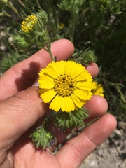 Deinandra corymbosa