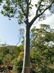 Alstonia scholaris