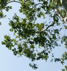 Alstonia scholaris
