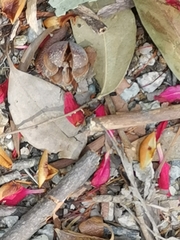 Erythrina crista-galli