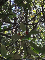 Erythrina crista-galli