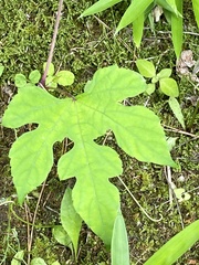 Ampelopsis glandulosa heterophylla