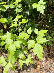 Clematis apiifolia apiifolia
