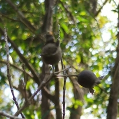 Rhodomyrtus tomentosa
