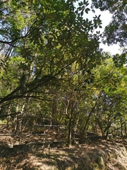 Rhodomyrtus tomentosa
