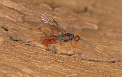 Austrohelcon erythrocephalus