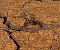 Austrohelcon erythrocephalus