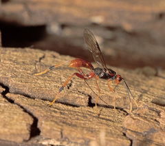 Austrohelcon erythrocephalus