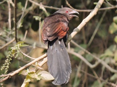 Centropus sinensis