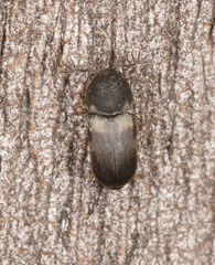 Deroptilinus