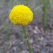 Common Billy Buttons - Photo (c) robertpergl, some rights reserved (CC BY-NC)