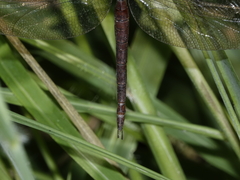 Gynacantha rosenbergi