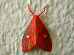 Sarbine flavodiscalis