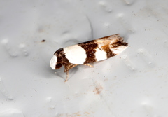 Zonopetala decisana