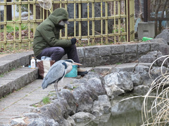 Ardea cinerea