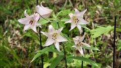 Lilium japonicum