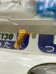 Narosoideus flavidorsalis