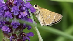 Polytremis pellucida