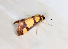 Deuterarcha xanthomela