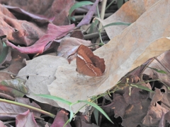 Abisara echerius