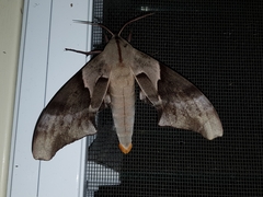 Coequosa australasiae