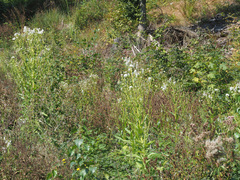 Erechtites hieraciifolius