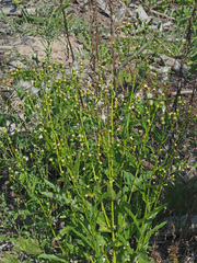 Erechtites hieraciifolius