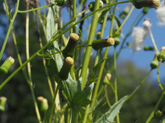Erechtites hieraciifolius