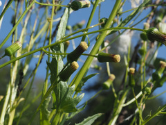Erechtites hieraciifolius