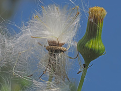 Erechtites hieraciifolius