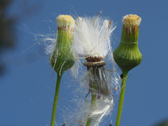 Erechtites hieraciifolius