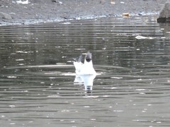 Chroicocephalus ridibundus