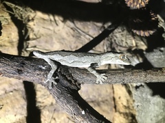 Strophurus intermedius