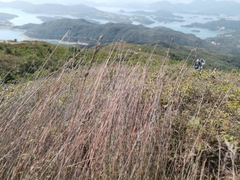 Cyperus malaccensis monophyllus