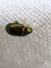 Crepidodera fulvicornis