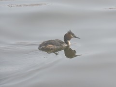 Podiceps cristatus