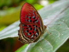 Paralaxita telesia