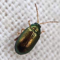 Crepidodera fulvicornis