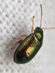 Crepidodera fulvicornis
