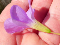 Oxalis zeekoevleyensis