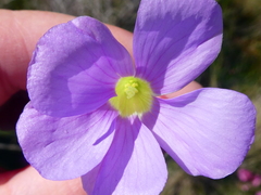 Oxalis zeekoevleyensis