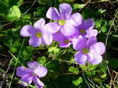 Oxalis zeekoevleyensis